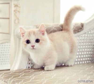 小起