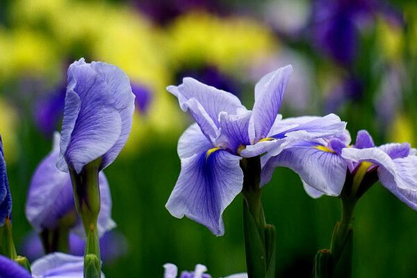 燕子花 堆糖 美图壁纸兴趣社区