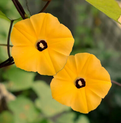 黄色朝颜
ipomoea obscura Keniak
黄色牵牛花 黑蕊