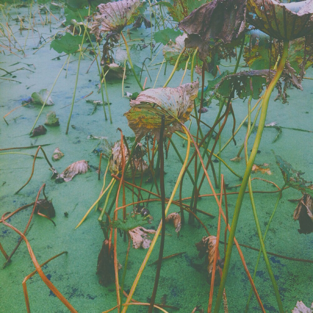 残败下来的夏天 遗落了一池的荷