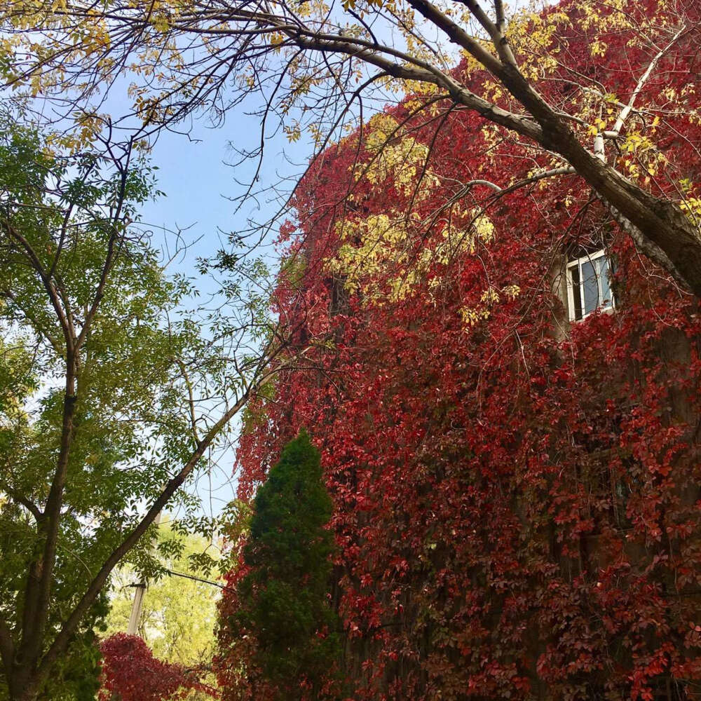 南开大学秋天·外国语学院