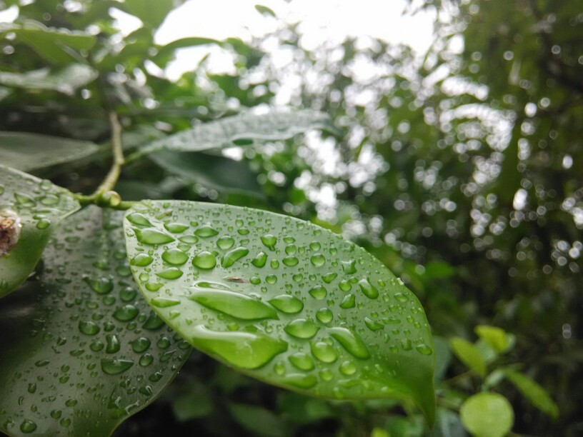 雨后的琼浆玉液，可爱极了