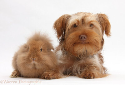 可爱的动物界撞衫：兔子和狗
