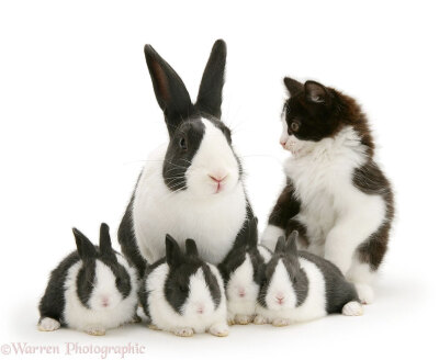 可爱的动物界撞衫：兔子和猫