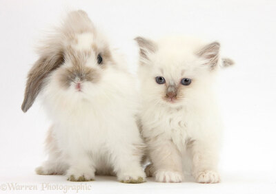 可爱的动物界撞衫：兔子和猫