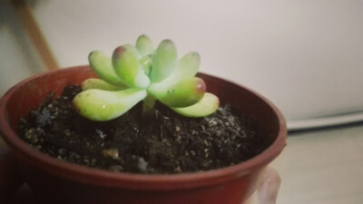 掉了两片叶子之后