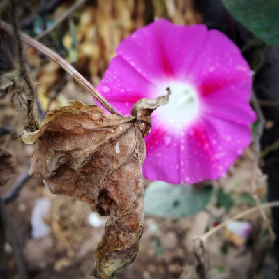 2016.10.20。秋雨邀凉。