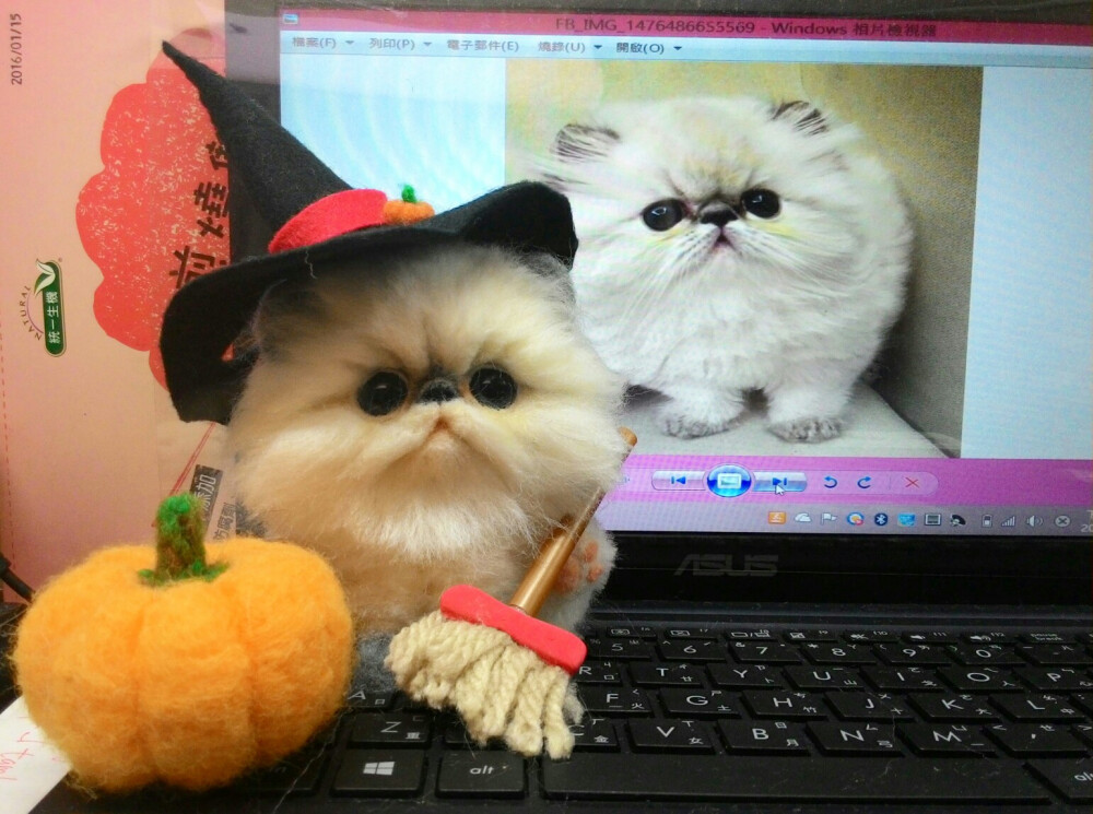 萬聖節#Halloween#cat