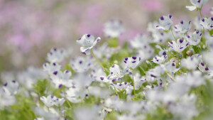 亚麻花