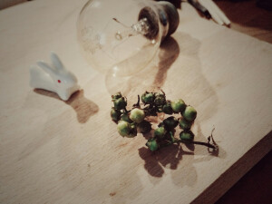 路边见到的攀藤小黄花种子  准备入土 penny