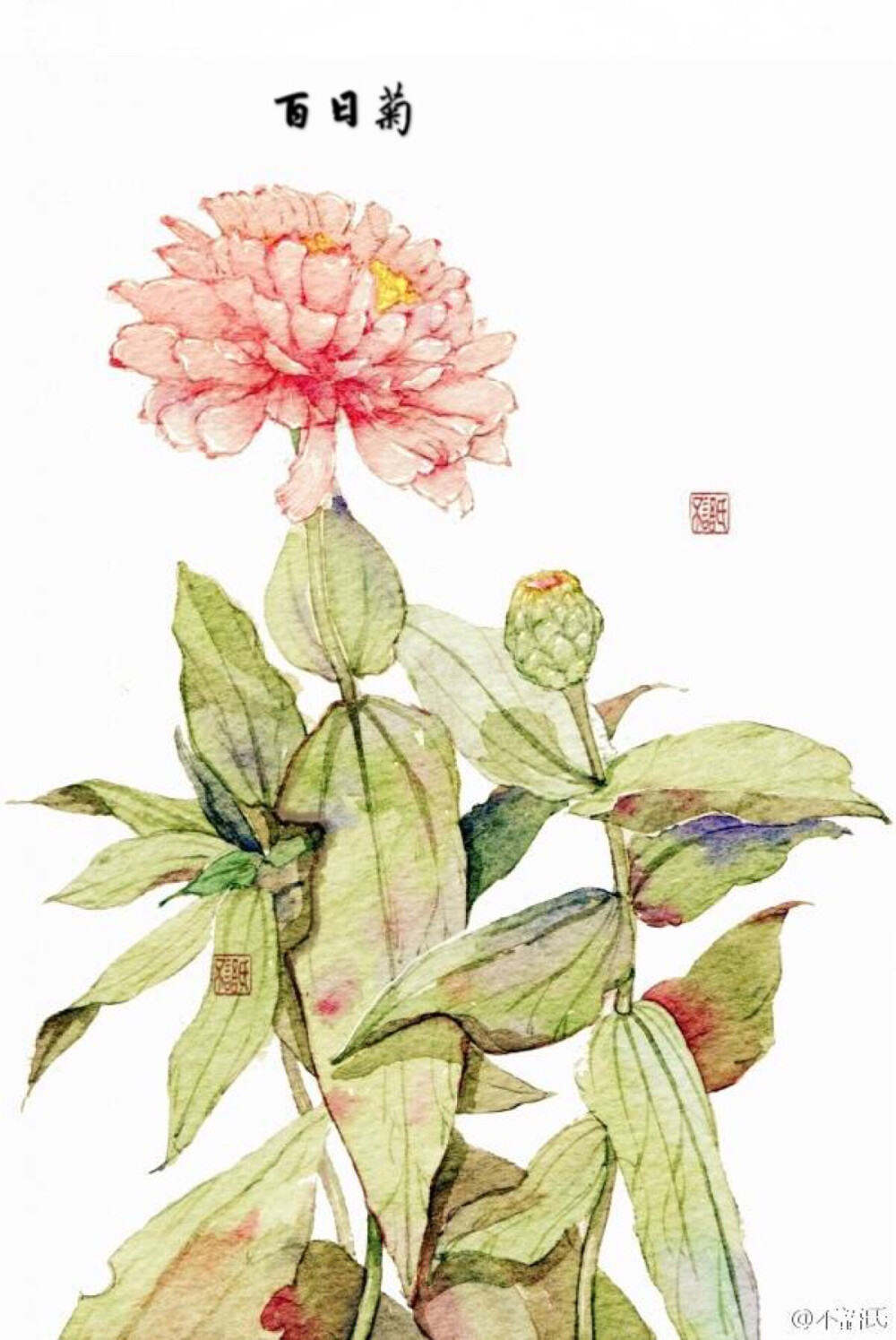 百日菊，作者见水印