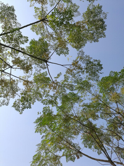 绿荫如夏