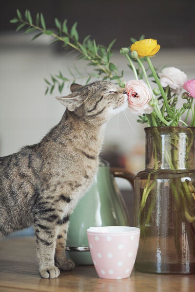 壁纸 花 猫