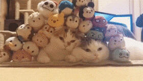 gif 萌猫 不能更多了堆不下了