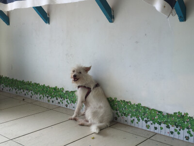 总会在不经意间卖萌的家伙，我们在三亚湾一号咖啡屋