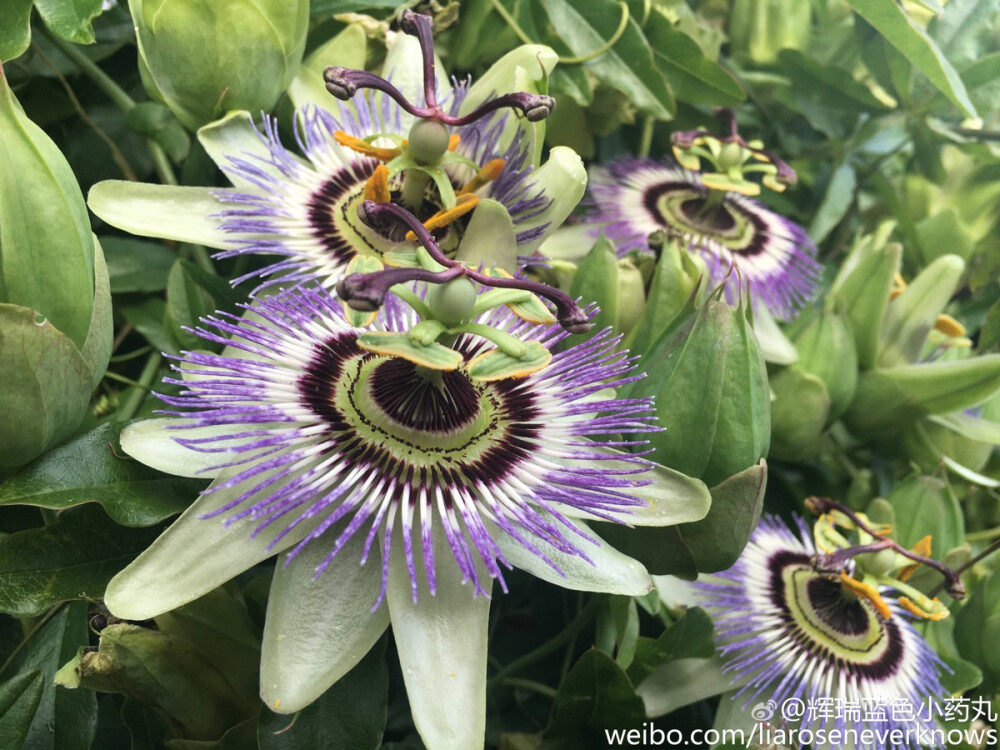 西番莲Passiflora caerulea，西番莲科“科长”，这个种主要用于观赏，果实较小，似乎没有食用价值。