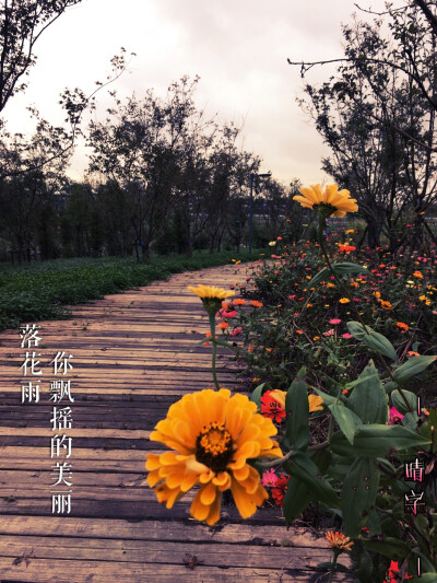 听歌 许嵩 山水之间 落花雨 你飘摇的美丽