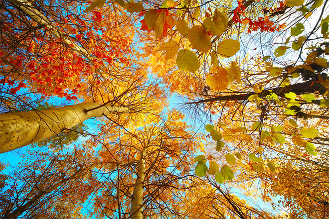 秋天有关的句子,描写秋天的优美句子大全,秋天有关的语录