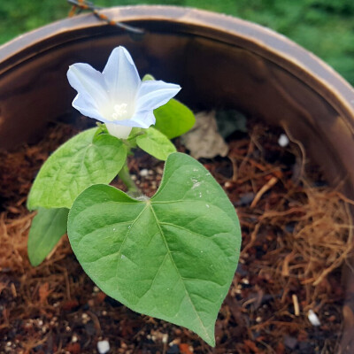 2016年10月24日，阳台上的牵牛花终于开了，这天恰巧一位朋友生日，好有缘