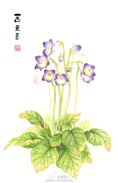 手绘花卉