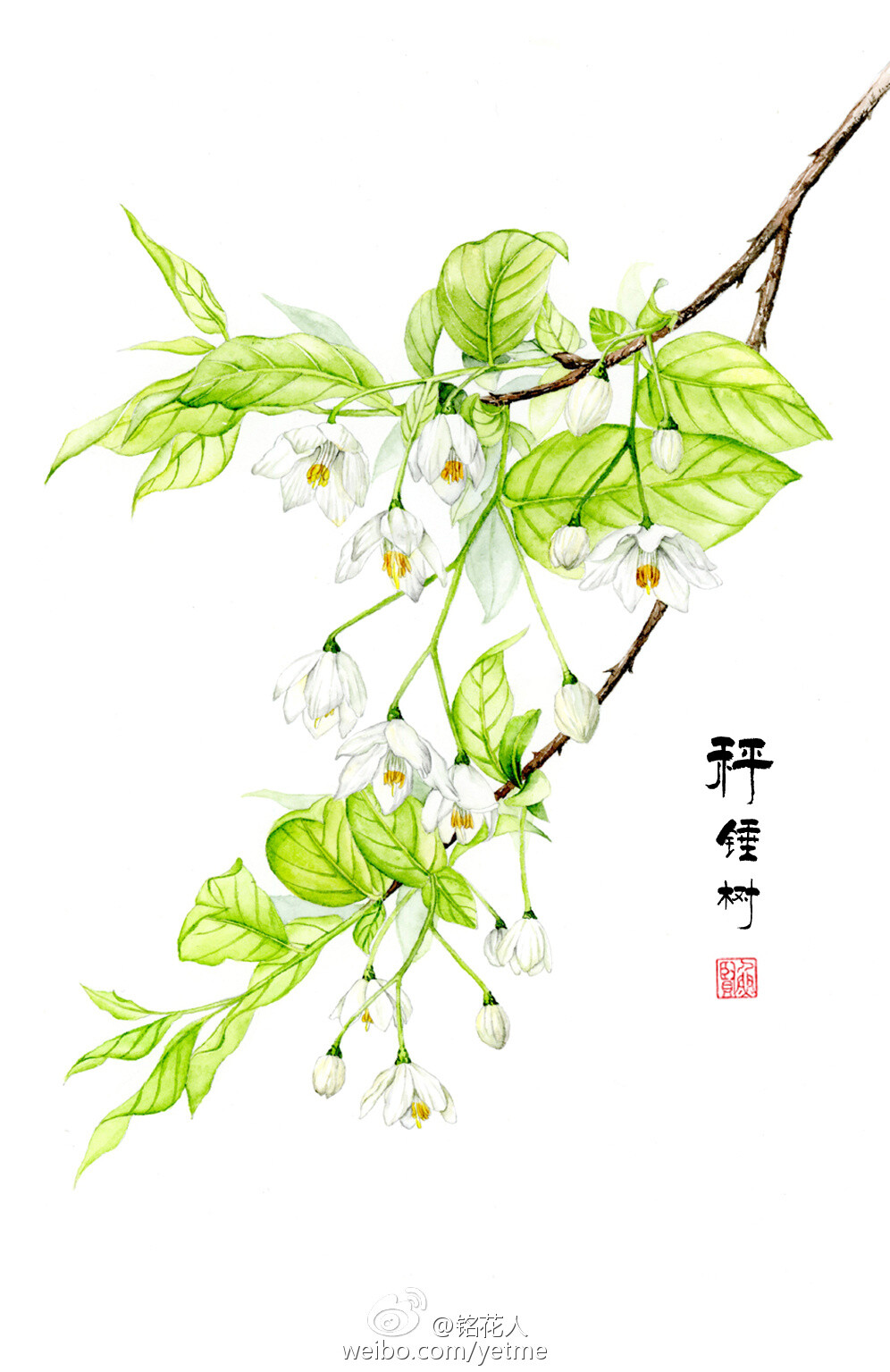 手绘花卉