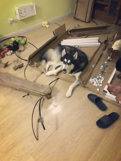 两个只会捣乱的家伙