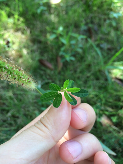 小草