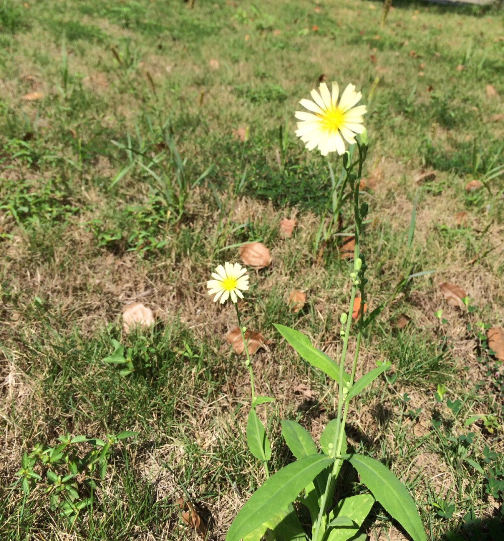 草地上的姐妹菊