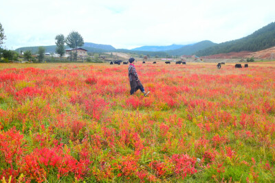 香格里拉的花。