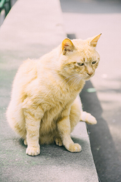 大黄是只野猫 也是小区的团宠 每天都有人喂小鱼干