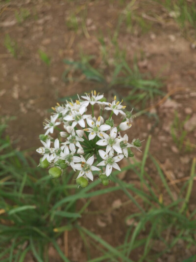 韭菜花 白花