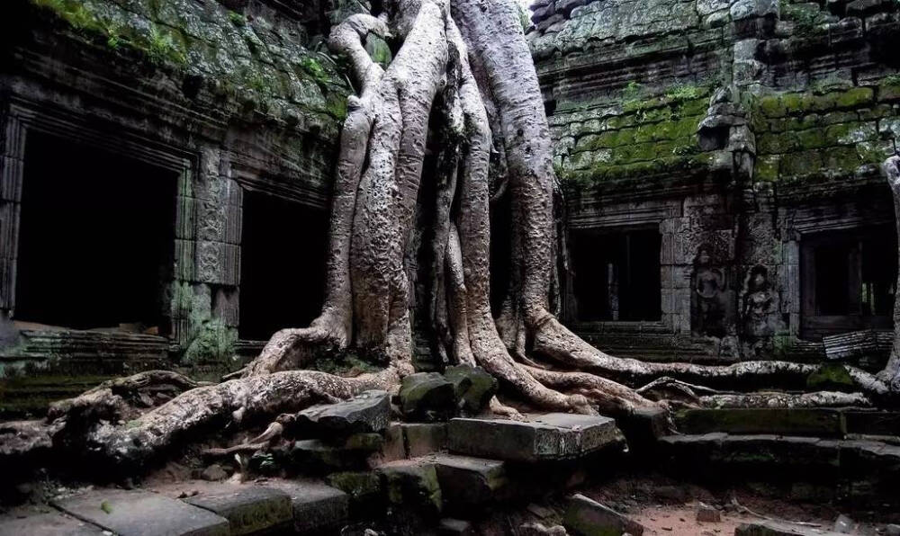 美哭！这些特立独行的树！