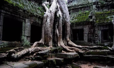 美哭！这些特立独行的树！