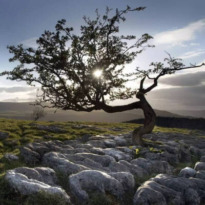 美哭！这些特立独行的树！