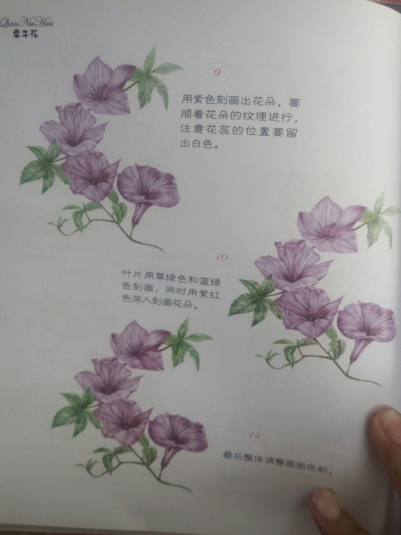 彩铅花卉