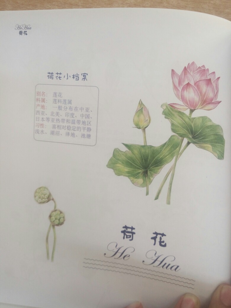 彩铅花卉