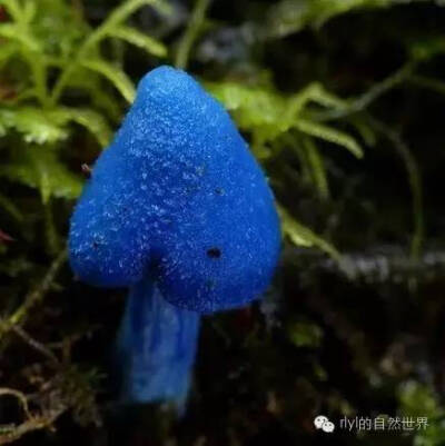 雨林里那些美丽的菌类......