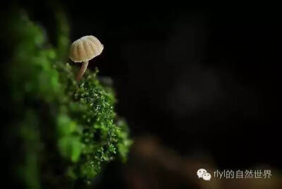 雨林里那些美丽的菌类......