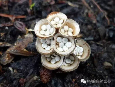 雨林里那些美丽的菌类......