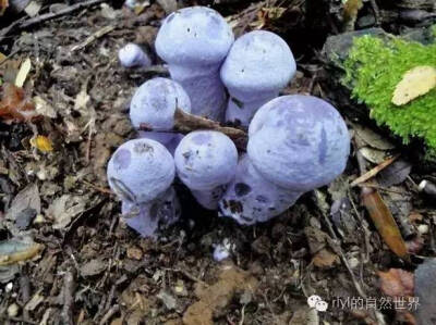 雨林里那些美丽的菌类......