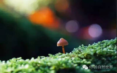 雨林里那些美丽的菌类......