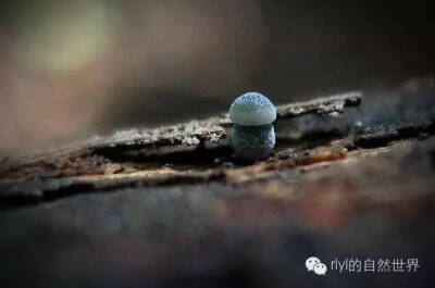 雨林里那些美丽的菌类......