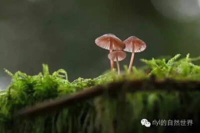 雨林里那些美丽的菌类......