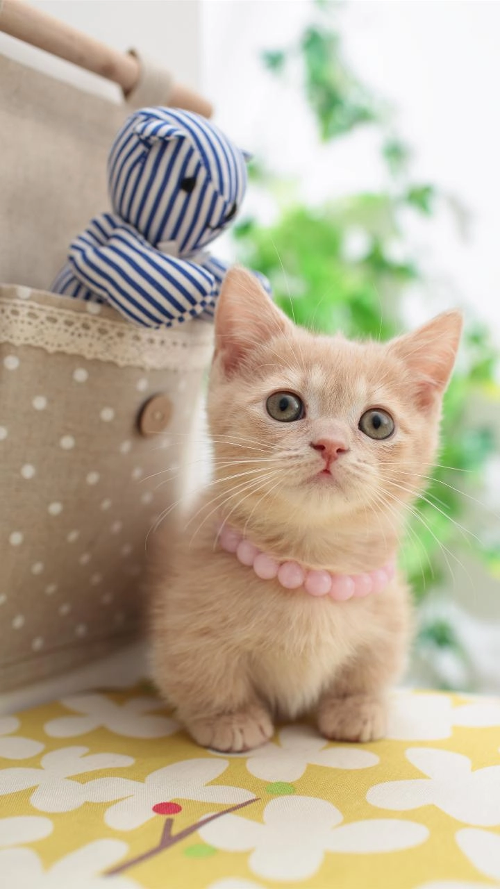 ●猫咪