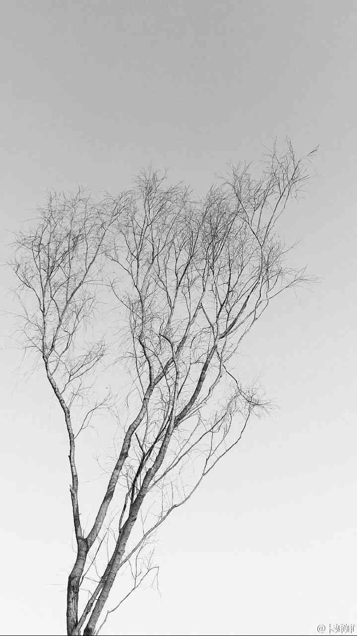 灰白黑白老树风景植物壁纸