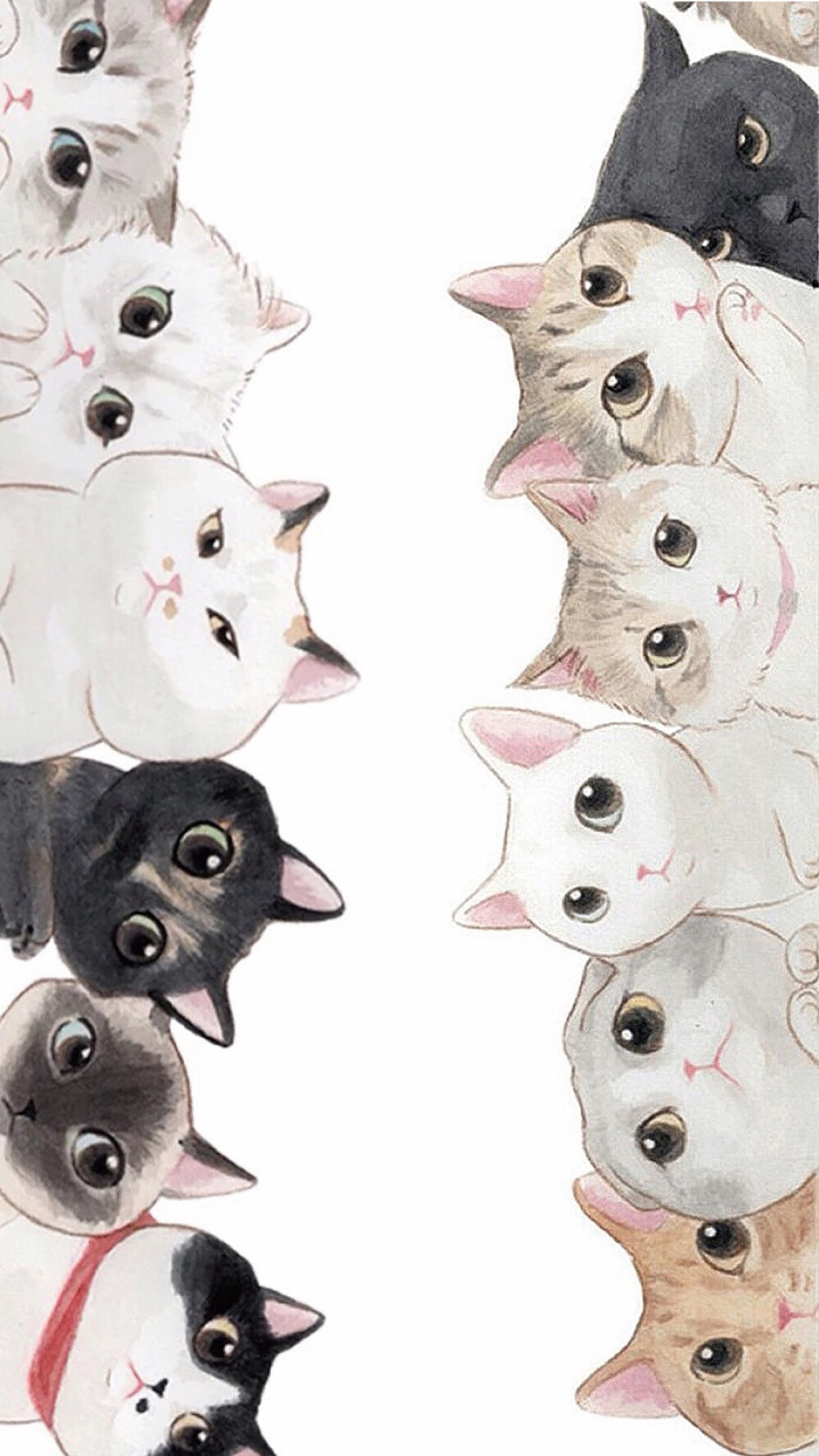 Cat wallpaper