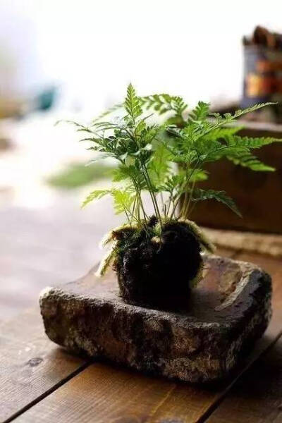 苔痕上階綠