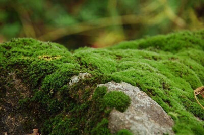 苔痕上階綠