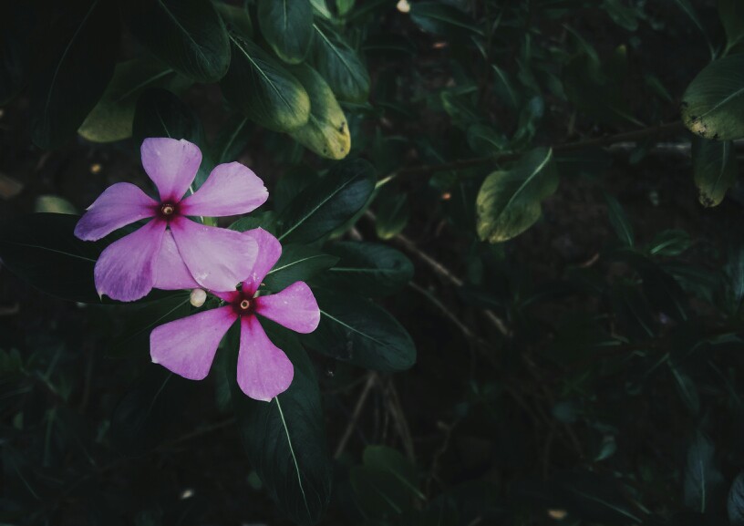 长春花 来自 张小篱儿