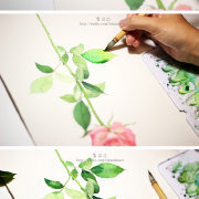 #手绘水彩植物插画教程# 来自画师：李淡淡